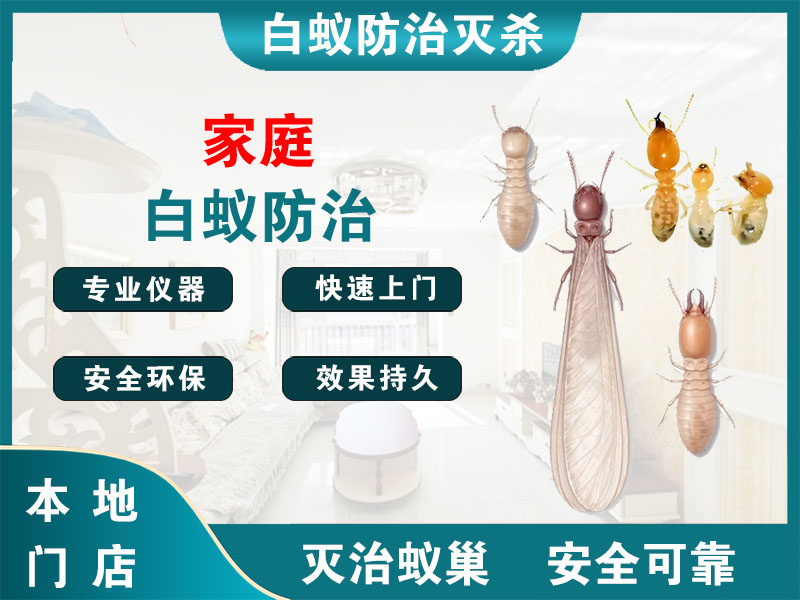 宝应家庭白蚁防治