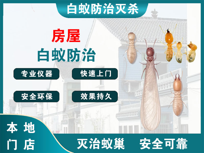 宝应房屋白蚁防治